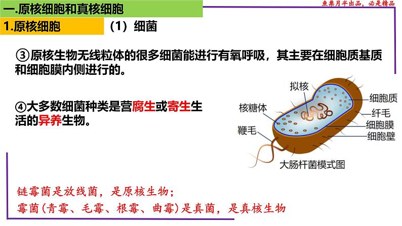 （新人教版）新高考生物一轮复习精讲课件04 细胞的多样性和统一性（含答案）第7页