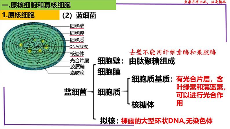 （新人教版）新高考生物一轮复习精讲课件04 细胞的多样性和统一性（含答案）第8页