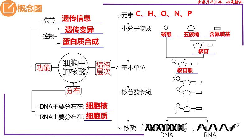 （新人教版）新高考生物一轮复习精讲课件07 核酸、糖类和脂质（含答案）第3页