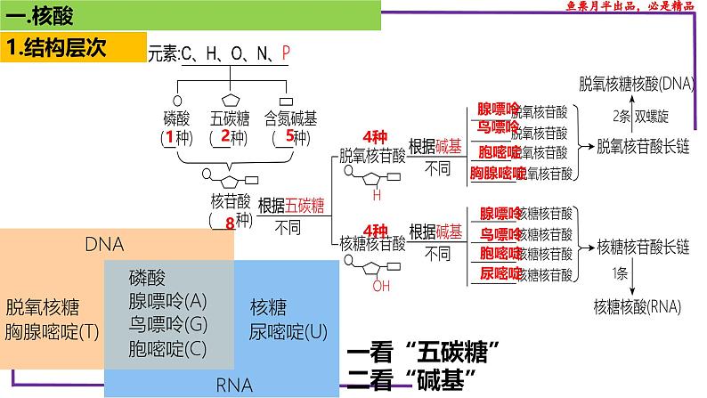 （新人教版）新高考生物一轮复习精讲课件07 核酸、糖类和脂质（含答案）第4页