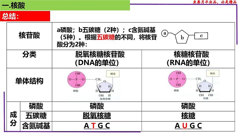 （新人教版）新高考生物一轮复习精讲课件07 核酸、糖类和脂质（含答案）第6页