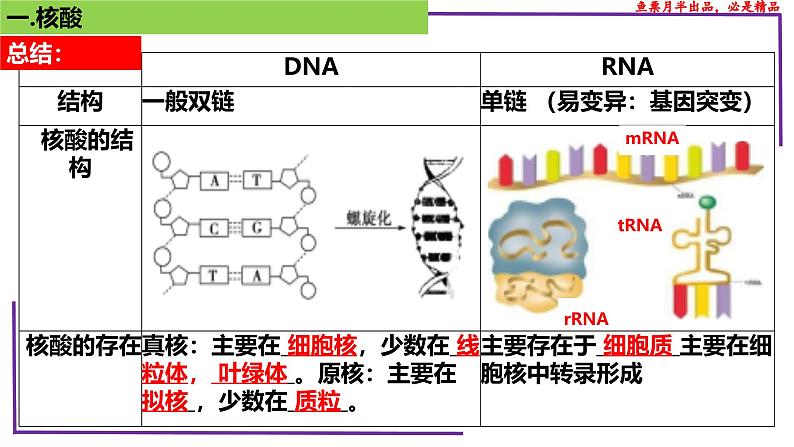 （新人教版）新高考生物一轮复习精讲课件07 核酸、糖类和脂质（含答案）第7页