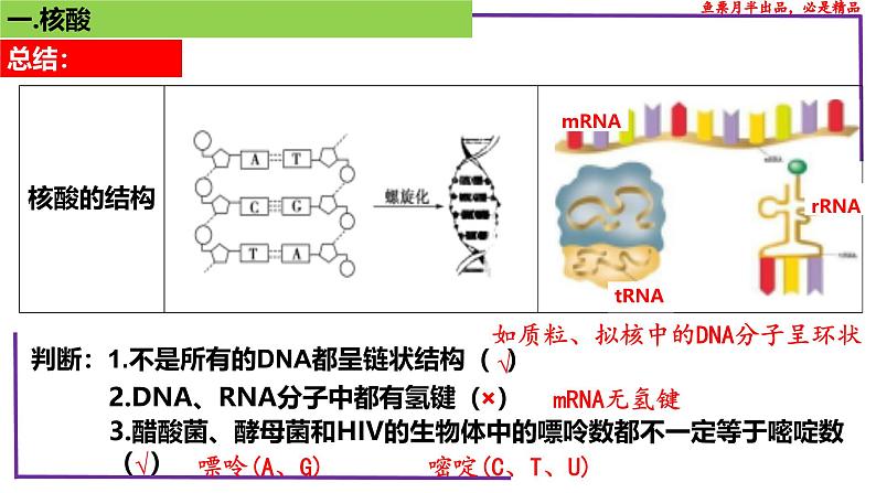 （新人教版）新高考生物一轮复习精讲课件07 核酸、糖类和脂质（含答案）第8页