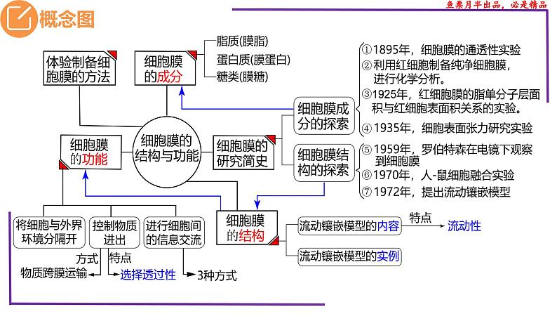 （新人教版）新高考生物一轮复习精讲课件08 细胞膜、生物膜系统、物质输入输出（含答案）第3页