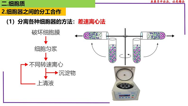 （新人教版）新高考生物一轮复习精讲课件09 细胞器之间的分工合作（含答案）第7页