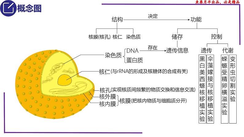 （新人教版）新高考生物一轮复习精讲课件10 细胞核的结构和功能（含答案）第3页