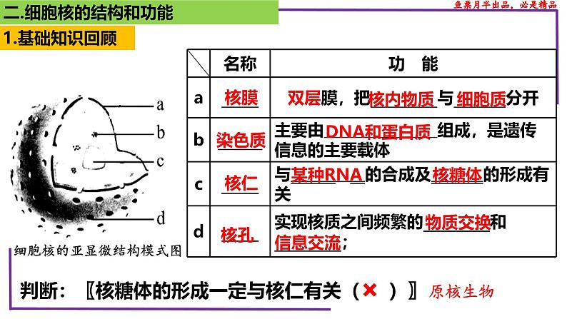 （新人教版）新高考生物一轮复习精讲课件10 细胞核的结构和功能（含答案）第6页