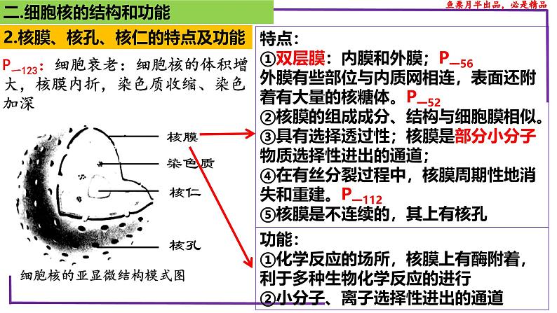 （新人教版）新高考生物一轮复习精讲课件10 细胞核的结构和功能（含答案）第8页