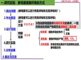 （新人教版）新高考生物一轮复习精讲课件15 探究酵母菌细胞呼吸的方式（含答案）