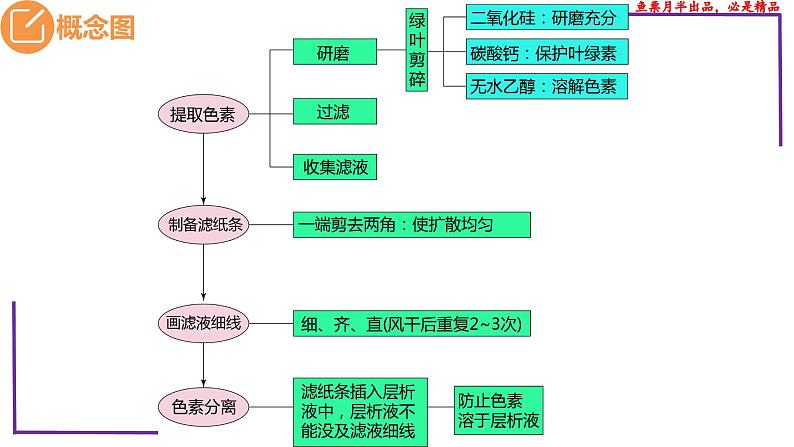 （新人教版）新高考生物一轮复习精讲课件17 光合作用1（捕获光能的色素和结构）（含答案）03