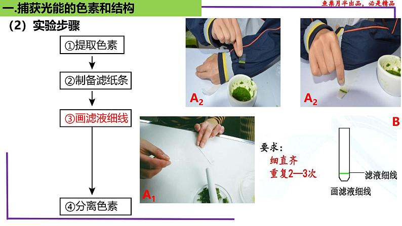 （新人教版）新高考生物一轮复习精讲课件17 光合作用1（捕获光能的色素和结构）（含答案）第7页