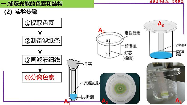 （新人教版）新高考生物一轮复习精讲课件17 光合作用1（捕获光能的色素和结构）（含答案）第8页