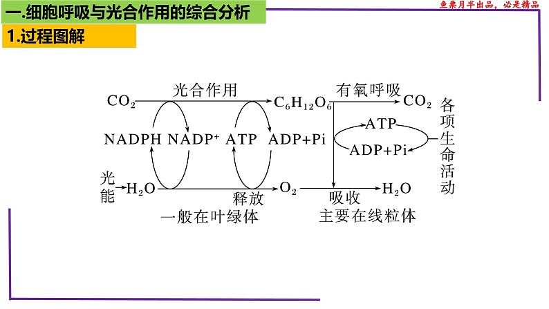 （新人教版）新高考生物一轮复习精讲课件20 光合作用4（光合作用与呼吸作用）（含答案）第4页