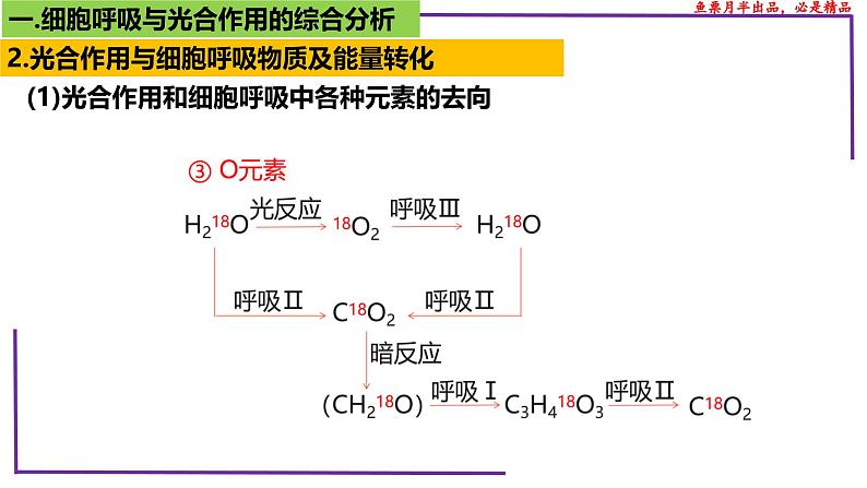 （新人教版）新高考生物一轮复习精讲课件20 光合作用4（光合作用与呼吸作用）（含答案）第8页