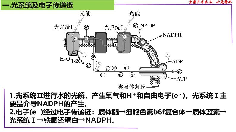 （新人教版）新高考生物一轮复习精讲课件21 光合作用5(光呼吸、电子传递、C4等植物)（含答案）第3页