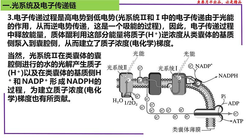 （新人教版）新高考生物一轮复习精讲课件21 光合作用5(光呼吸、电子传递、C4等植物)（含答案）第4页