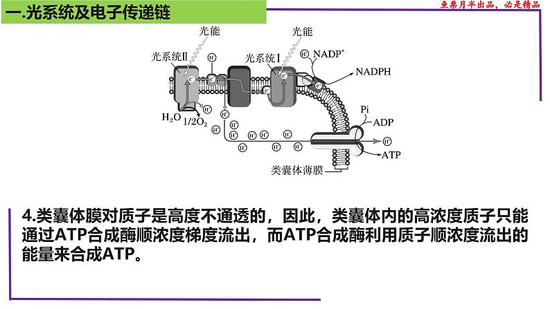 （新人教版）新高考生物一轮复习精讲课件21 光合作用5(光呼吸、电子传递、C4等植物)（含答案）第5页