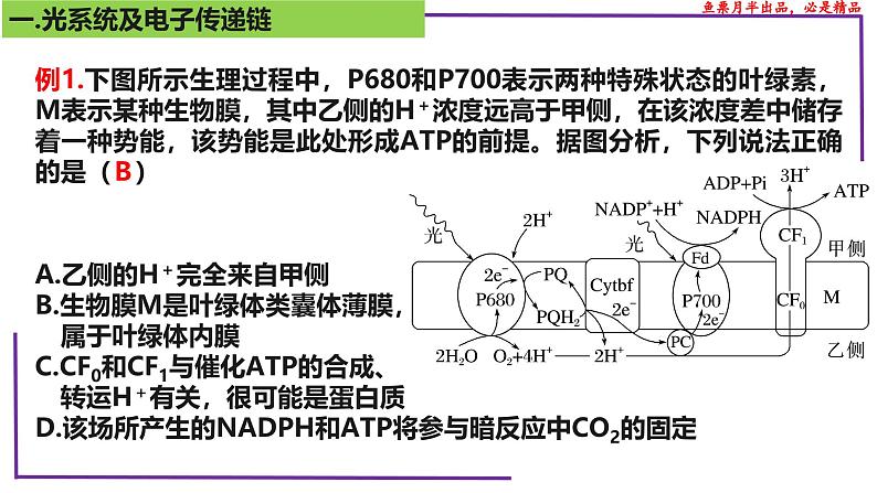 （新人教版）新高考生物一轮复习精讲课件21 光合作用5(光呼吸、电子传递、C4等植物)（含答案）第6页