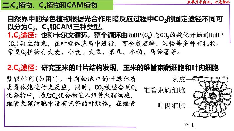 （新人教版）新高考生物一轮复习精讲课件21 光合作用5(光呼吸、电子传递、C4等植物)（含答案）第7页