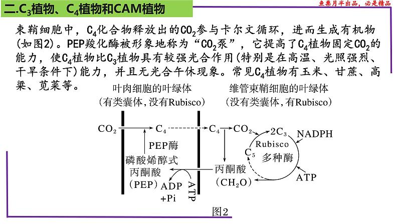 （新人教版）新高考生物一轮复习精讲课件21 光合作用5(光呼吸、电子传递、C4等植物)（含答案）第8页