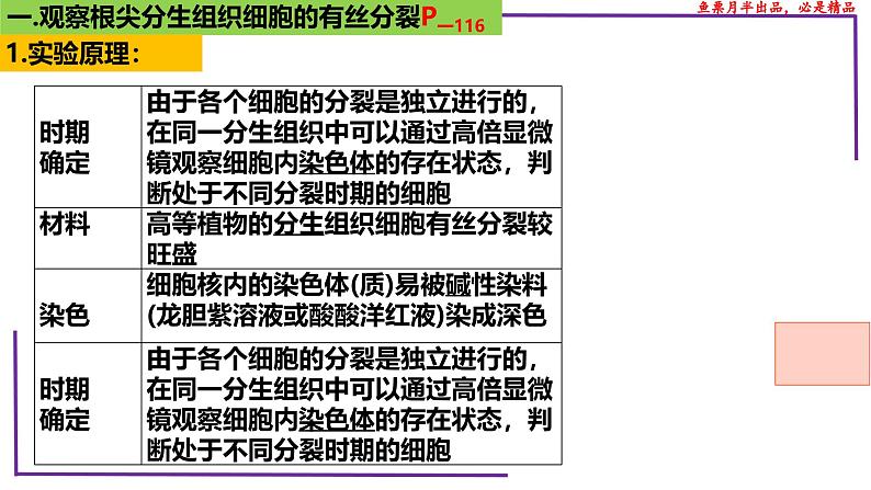 （新人教版）新高考生物一轮复习精讲课件23 分裂有关的三个实验（含答案）第3页