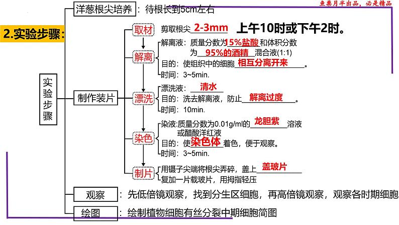 （新人教版）新高考生物一轮复习精讲课件23 分裂有关的三个实验（含答案）第5页