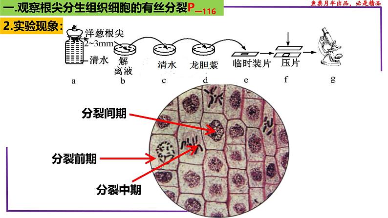 （新人教版）新高考生物一轮复习精讲课件23 分裂有关的三个实验（含答案）第6页