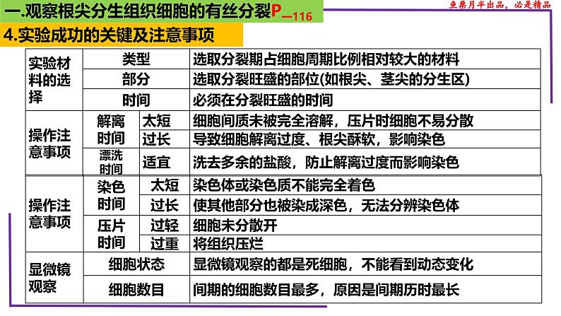 （新人教版）新高考生物一轮复习精讲课件23 分裂有关的三个实验（含答案）第8页