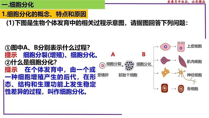 （新人教版）新高考生物一轮复习精讲课件25 细胞的分化、衰老、死亡（含答案）第4页