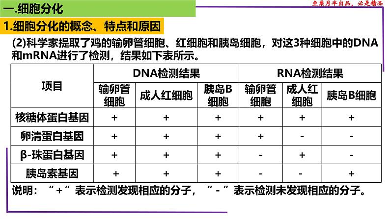 （新人教版）新高考生物一轮复习精讲课件25 细胞的分化、衰老、死亡（含答案）第5页