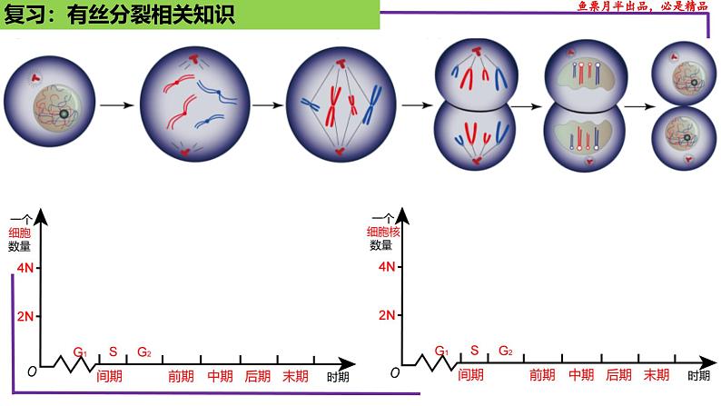 （新人教版）新高考生物一轮复习精讲课件26 减数分裂（含答案）第6页