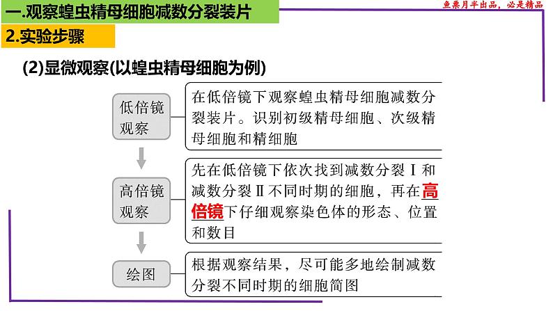 （新人教版）新高考生物一轮复习精讲课件27 有丝分裂和减数分裂 观察蝗虫精母细胞减数分裂装片（含答案）第5页