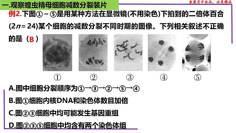 （新人教版）新高考生物一轮复习精讲课件27 有丝分裂和减数分裂 观察蝗虫精母细胞减数分裂装片（含答案）第8页