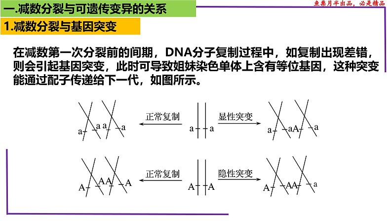 （新人教版）新高考生物一轮复习精讲课件28 减数分裂与可遗传变异（含答案）第3页