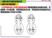 （新人教版）新高考生物一轮复习精讲课件28 减数分裂与可遗传变异（含答案）