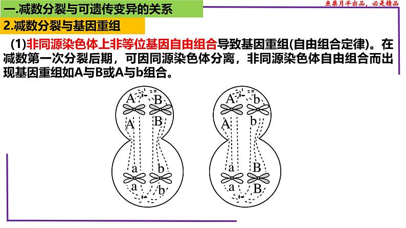 （新人教版）新高考生物一轮复习精讲课件28 减数分裂与可遗传变异（含答案）第4页