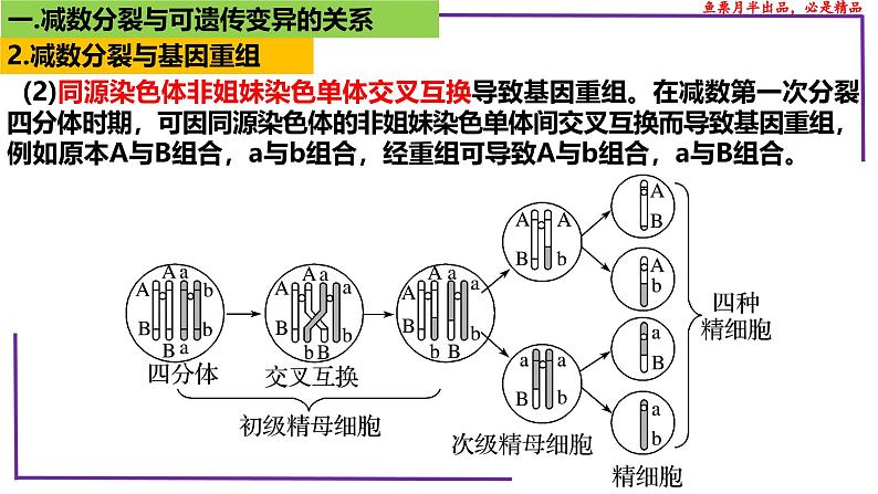 （新人教版）新高考生物一轮复习精讲课件28 减数分裂与可遗传变异（含答案）第5页