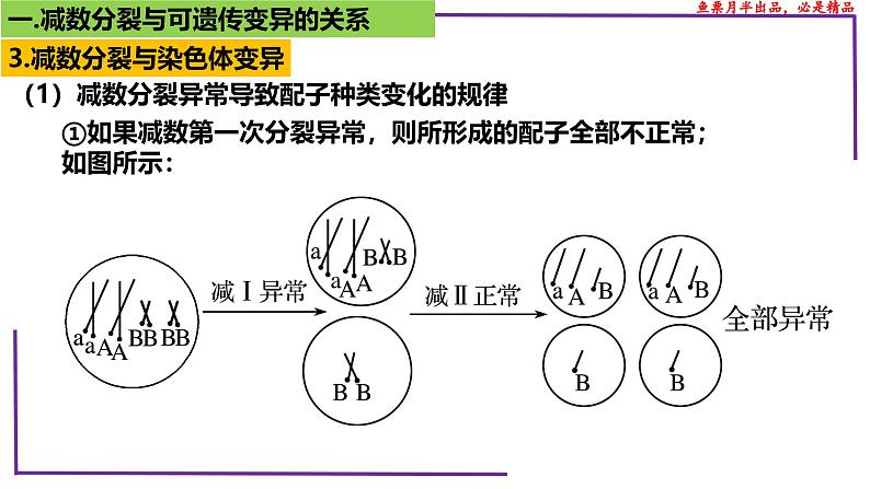 （新人教版）新高考生物一轮复习精讲课件28 减数分裂与可遗传变异（含答案）第7页