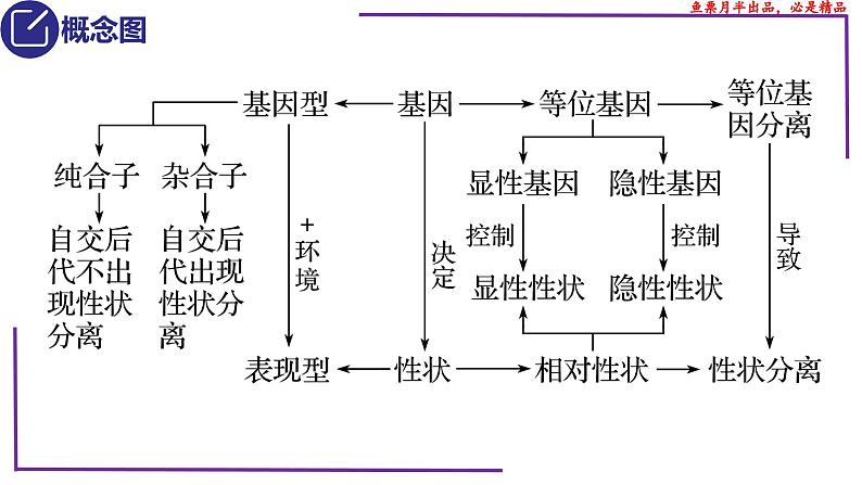 （新人教版）新高考生物一轮复习精讲课件29 遗传相关概念（含答案）第3页