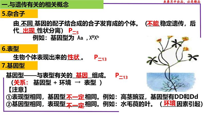 （新人教版）新高考生物一轮复习精讲课件29 遗传相关概念（含答案）第7页