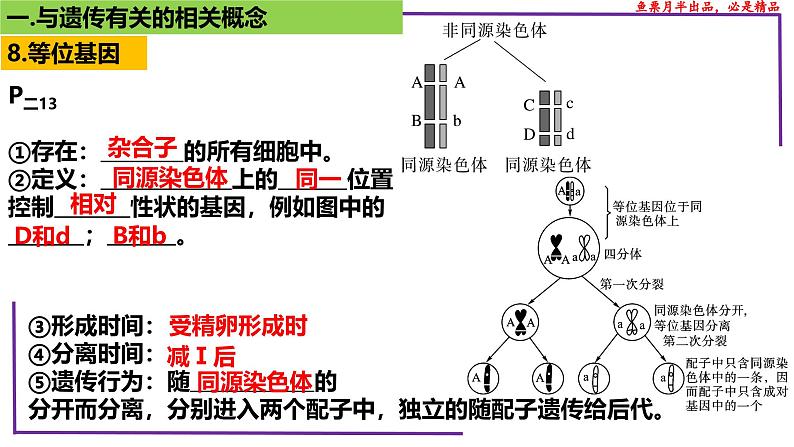 （新人教版）新高考生物一轮复习精讲课件29 遗传相关概念（含答案）第8页