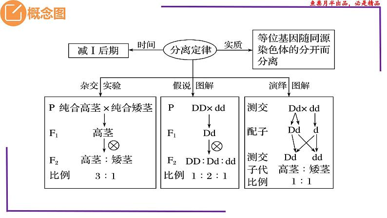 （新人教版）新高考生物一轮复习精讲课件30 分离定律的发现（含答案）第3页