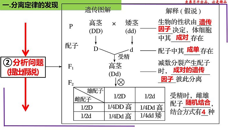 （新人教版）新高考生物一轮复习精讲课件30 分离定律的发现（含答案）第6页