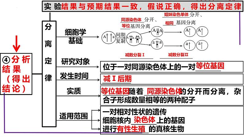 （新人教版）新高考生物一轮复习精讲课件30 分离定律的发现（含答案）第8页