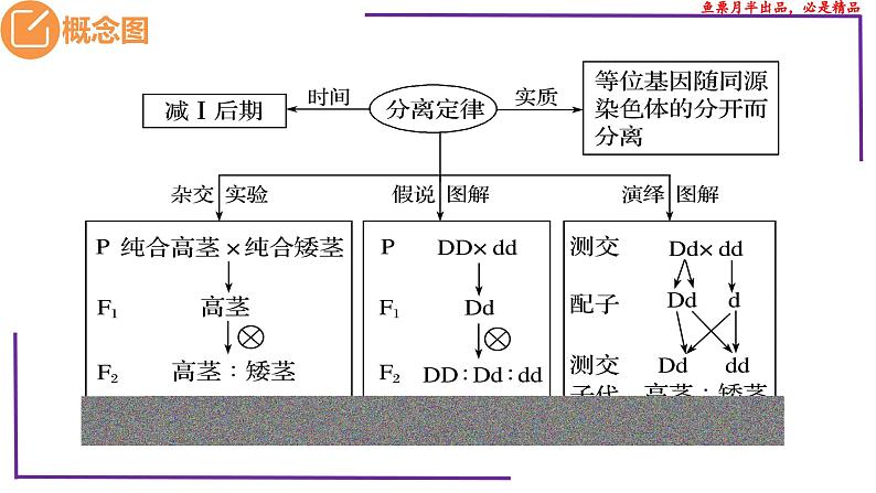 （新人教版）新高考生物一轮复习精讲课件31 分离定律题型（含答案）03