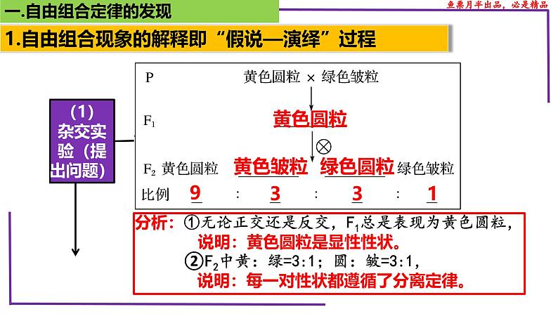 （新人教版）新高考生物一轮复习精讲课件32 自由组合定律的发现（含答案）第4页