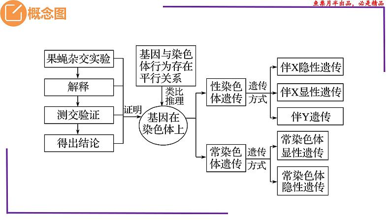 （新人教版）新高考生物一轮复习精讲课件35 基因在染色体上（含答案）第3页