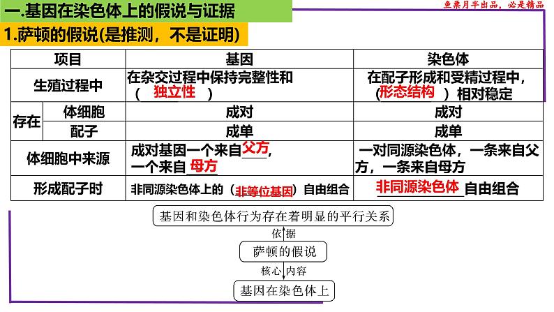 （新人教版）新高考生物一轮复习精讲课件35 基因在染色体上（含答案）第4页