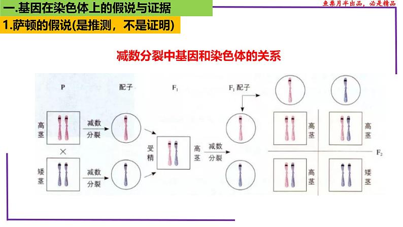 （新人教版）新高考生物一轮复习精讲课件35 基因在染色体上（含答案）第5页