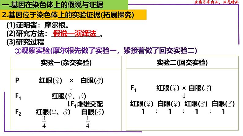 （新人教版）新高考生物一轮复习精讲课件35 基因在染色体上（含答案）第6页